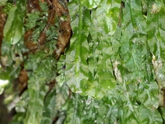 Symphyogyna subsimplex