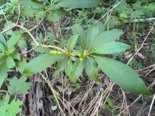 Rauvolfia verticillata (Rauvolfia verticillata)