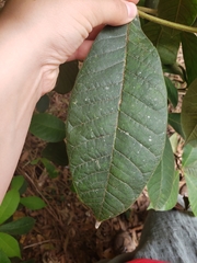 Alstonia muelleriana