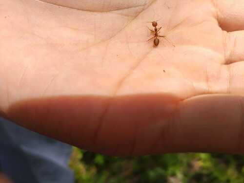 Asian Weaver Ant