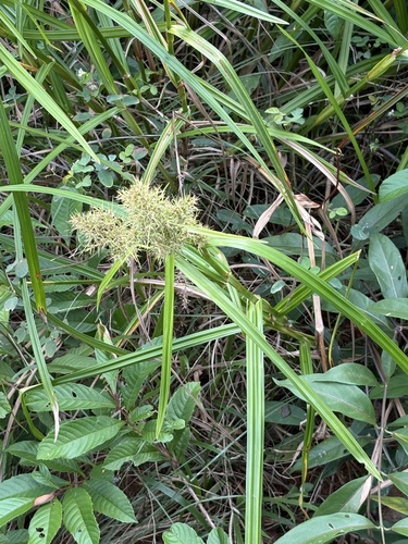 Scleria ciliaris observed 2025-08-16