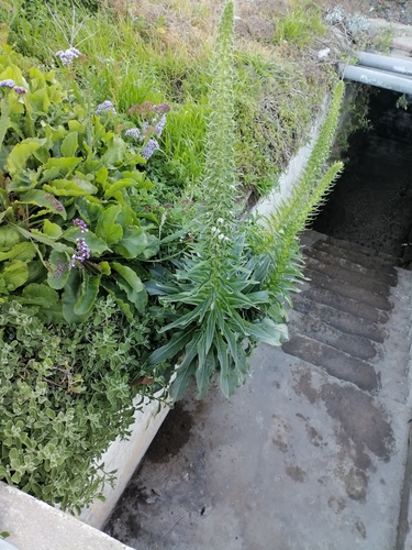 Echium simplex, photograph 3