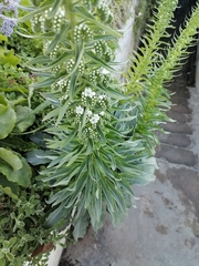 Echium simplex, photograph (c) James Rodger, some rights reserved (CC BY)