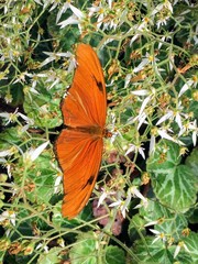 Dryas