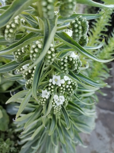 Echium simplex, photograph 5