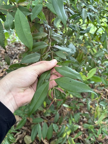 Syzygium lineatum observed 2025-08-16