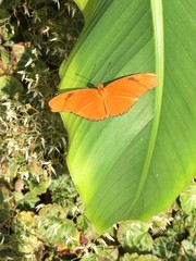 Dryas
