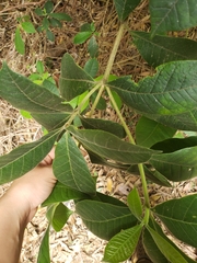 Alstonia muelleriana