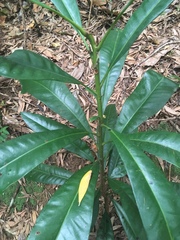 Placospermum coriaceum