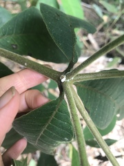 Alstonia muelleriana