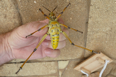 Romalea microptera