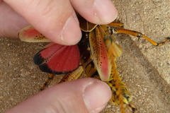 Romalea microptera