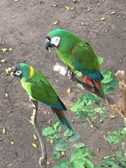 Primolius auricollis