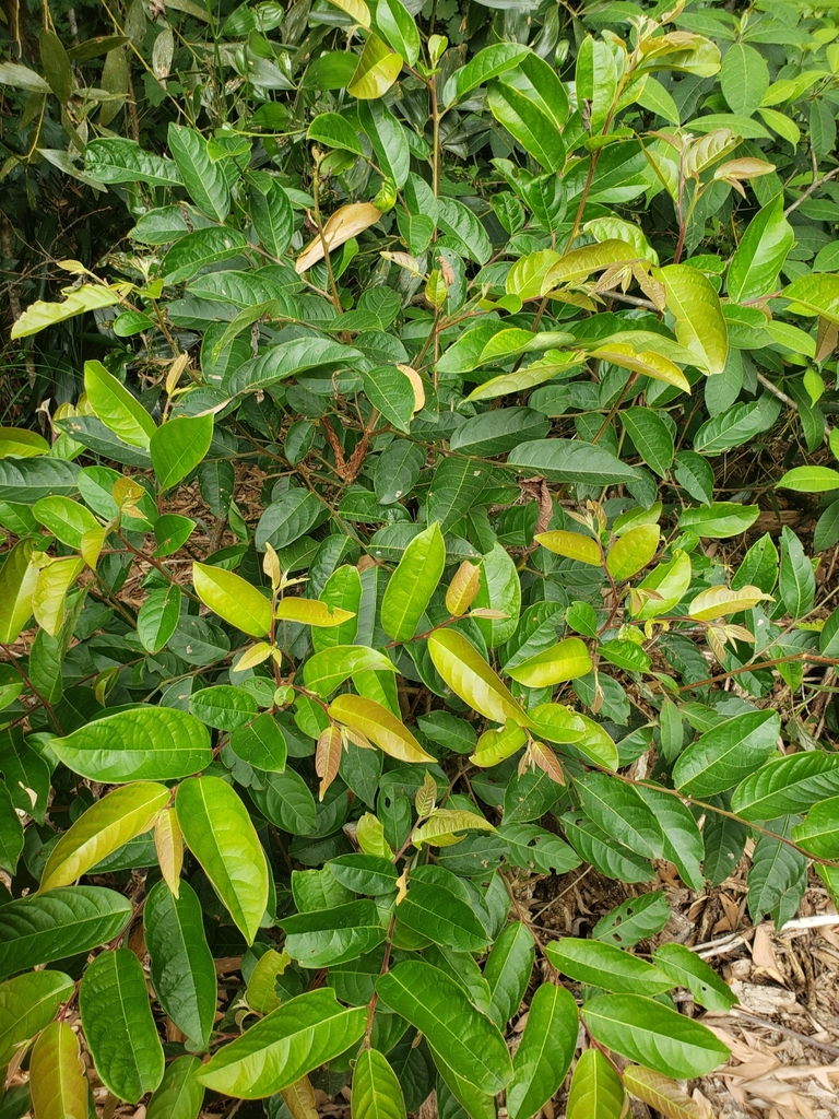 Glochidion hylandii