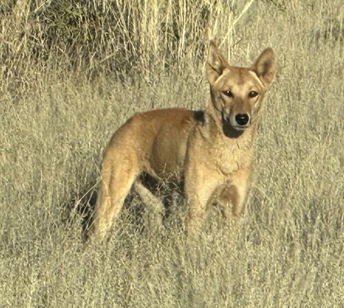 Dingo