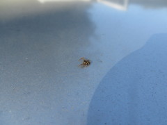 Xysticus