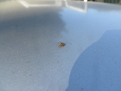 Xysticus