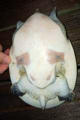 Apalone ferox