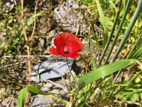 common poppy