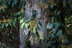 Parsonsia fulva