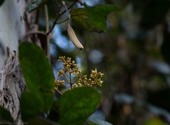 Parsonsia fulva