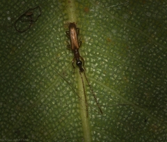 Cerobates ophthalmicus