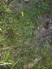 Isolepis reticularis