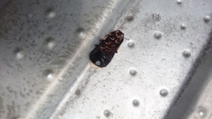 Panesthiinae