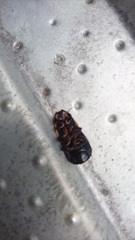 Panesthiinae