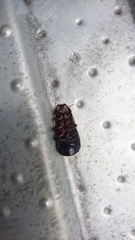 Panesthiinae