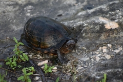 Kinosternon creaseri