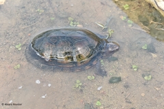 Kinosternon creaseri