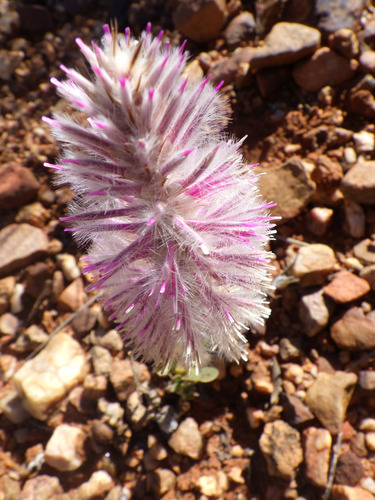 Pink Mulla Mulla