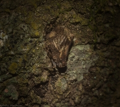 Cotylana angustifrons