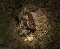 Cotylana angustifrons