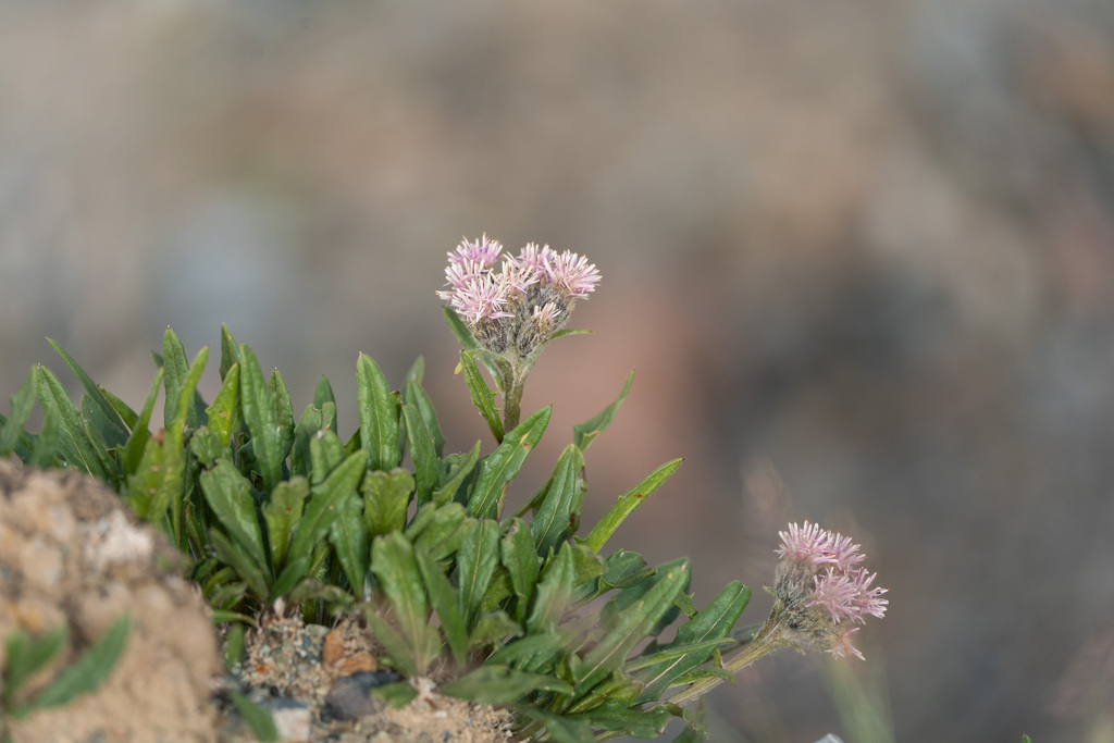 Saussurea pulvinata
