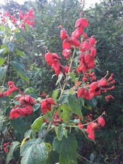 Salvia sessei