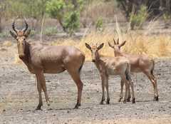 Alcelaphus buselaphus major