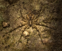Tamopsis brachycauda