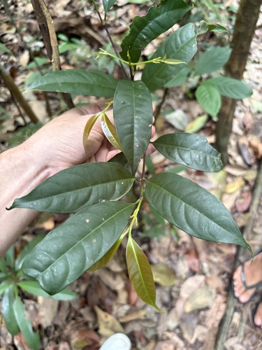 Garcinia parvifolia observed 2025-08-17