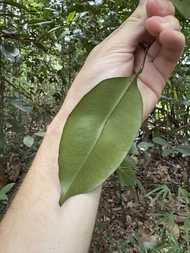 Syzygium lineatum observed 2025-08-17
