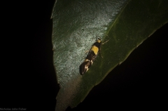 Epithymema helias
