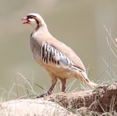 Przevalski's Partridge photo 1