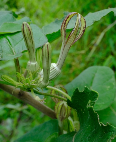 Ceropegia cufodontii