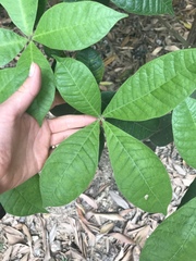 Alstonia muelleriana