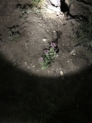 Polanisia dodecandra riograndensis