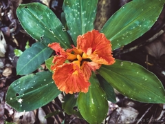 Chamaecostus lanceolatus