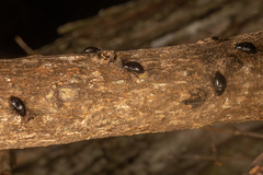 Chrysopeplus expolitus