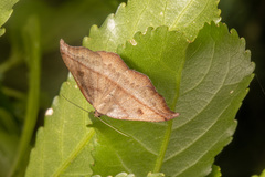 Sarisa muriferata
