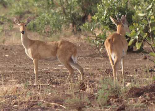 Bohor Reedbuck